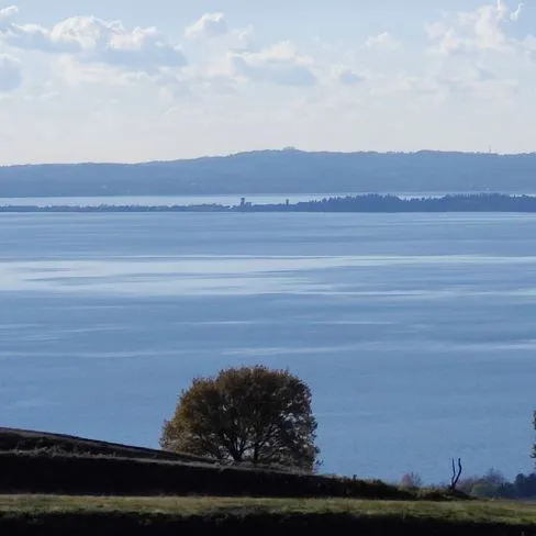 Alberi sul lago di Garda