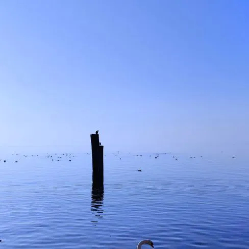 Cigno a Lazise